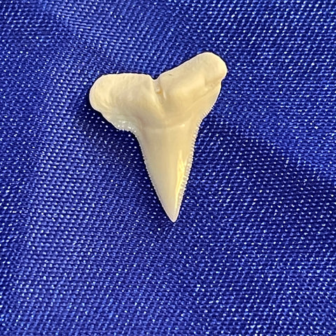 buy hammerhead shark tooth