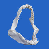 large Mako shark jaws for sale