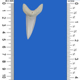 buy large shark tooth