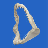 buy large mako shark jaws