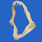 buy large mako shark jaws australia