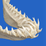 large shark jaws