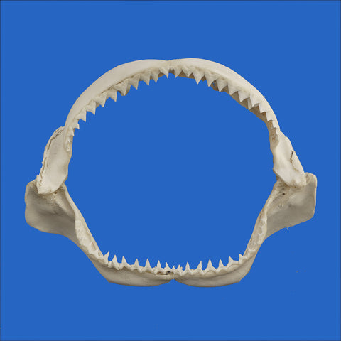 buy large shark jaws