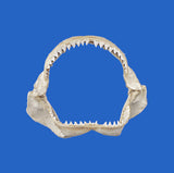 buy large shark jaws online