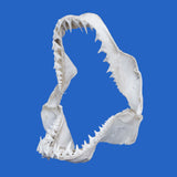 buy mako shark jaws