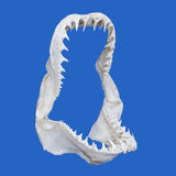 buy mako shark jaws for sale