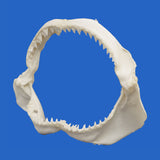 buy real bull shark jaws