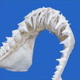 buy mako shark jaws for sale