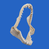 real mako shark jaws