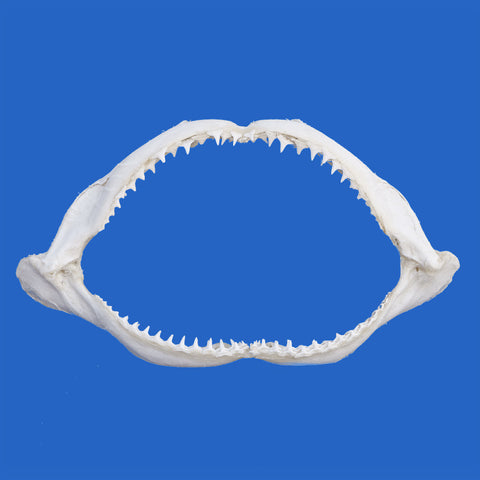 buy real shark jaws