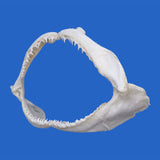 buy real shark jaws for sale
