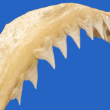 buy real shark jaws