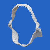 buy real tiger shark jaws