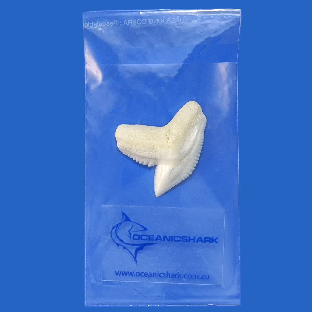 Tiger Shark Tooth In Display Box | Great Shark Present – Oceanicshark