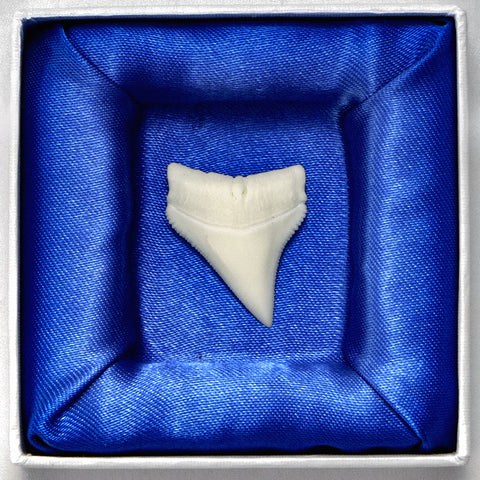 buy real shark tooth