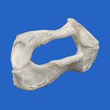 buy real zebra shark jaws on blue background