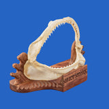 buy shark jaws display