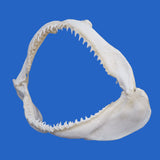 buy shark jaws for sale