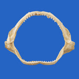 buy shark jaws online