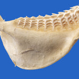 buy shark jaws online australia