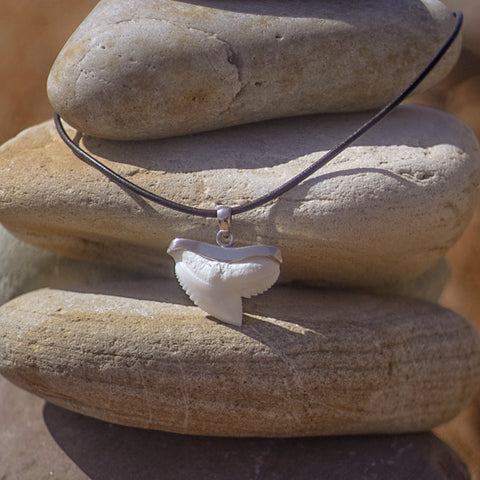 real shark tooth pendant in silver displayed on stones