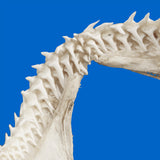 Close-up detail of sharp teeth on genuine Blue shark jaws, real Prionace glauca specimen for collectors