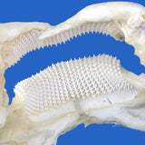 close-up of real zebra shark jaws