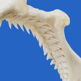 Close-up of genuine Dusky shark jaw teeth showing serrated structure