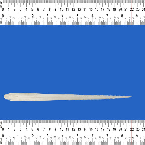 extra large stingray barb