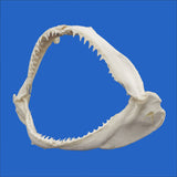 Fathers day present authentic shark jaw on a blue background