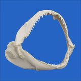 Shark jaw with sharp teeth on a blue background great fathers day present