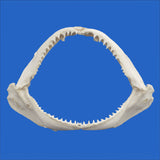 Blacktip shark jaw on a blue background - Unique father's day present