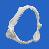 father day gift real shark jaws