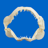 Genuine Blue Shark jaws, front view, 27 × 23 cm