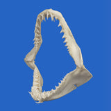 Genuine preserved Mako shark jaw specimen, rear view