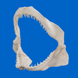 Angled display of genuine Prionace glauca Blue shark jaws, ethically sourced real shark specimen