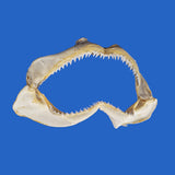 Real Silky Shark jaw specimen showing the curved upper and lower jaws with naturally preserved teeth, photographed against a blue background.