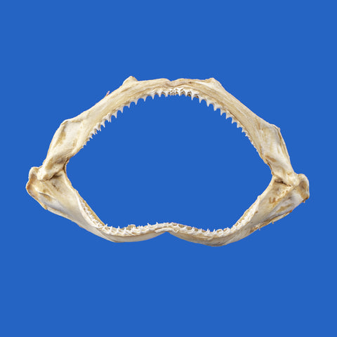 Genuine Spinner Shark jaws (Carcharhinus brevipinna), front view showing natural shark teeth