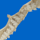 Genuine Tiger Shark Jaws close up showing natural teeth and jaw detail