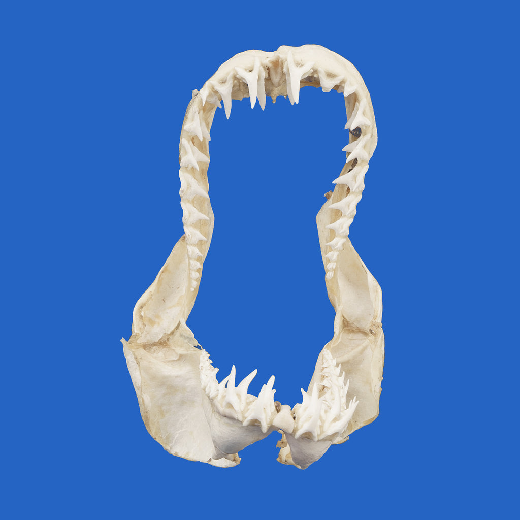 Real Mako Shark Jaw - Unique Shark Gift - Worldwide Delivery – Oceanicshark