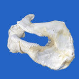 genuine zebra shark jaws on blue background