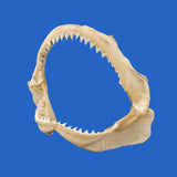 great white shark jaws for sale