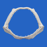 hammerhead shark jaw on blue background