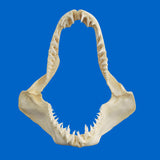 Large real mako shark jaws front view with sharp teeth – authentic shark jaw specimen from Oceanicshark Australia