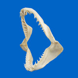 Left side view of genuine mako shark jaws with multiple rows of sharp teeth