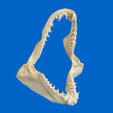 Right side view of large real mako shark jaws showing natural tooth structure and jaw curvature