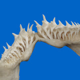 Close up of mako shark jaw teeth showing serration, shape and natural enamel detail