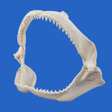 One-of-a-kind large real shark jaws collector display piece