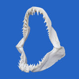 large Mako shark jaws