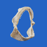 large bull shark jaws